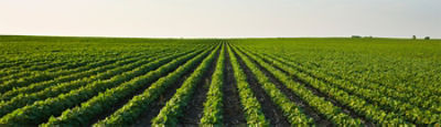 Farming on the Forefront_Cover Crops_1400x400.jpg